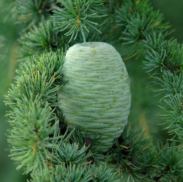 cedar là cây gì